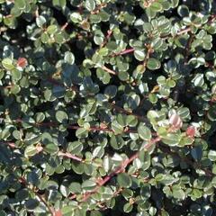 Skalník drobnolistý var. cochleatus - Cotoneaster microphyllus var. cochleatus