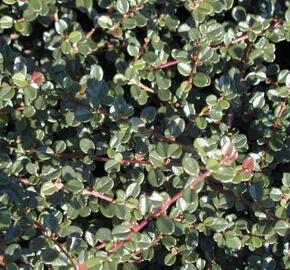 Skalník drobnolistý var. cochleatus