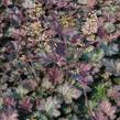 Dlužicha 'Pinot Noir' - Heuchera hybrida 'Pinot Noir'