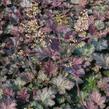 Dlužicha 'Pinot Noir' - Heuchera 'Pinot Noir'