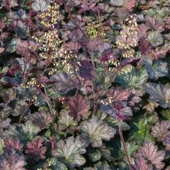 Dlužicha 'Pinot Noir' - Heuchera hybrida 'Pinot Noir'