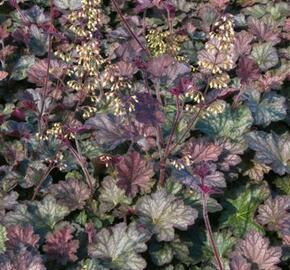 Dlužicha 'Pinot Noir' - Heuchera hybrida 'Pinot Noir'