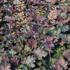 dluzicha-pinot-noir.jpg
