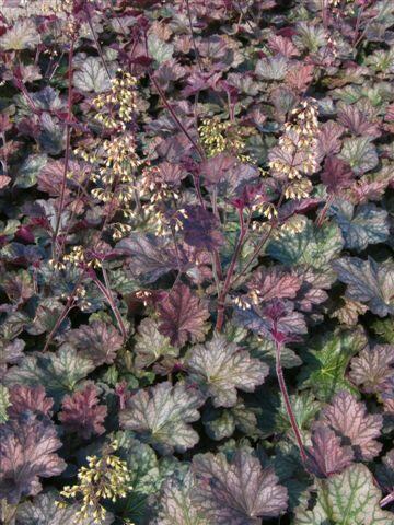 Dlužicha 'Pinot Noir' - Heuchera hybrida 'Pinot Noir'