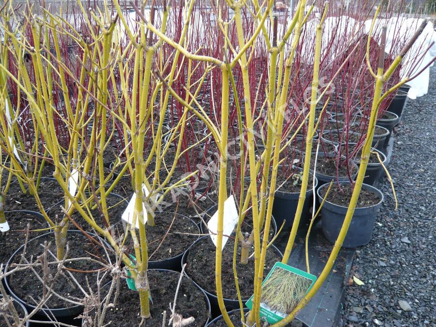 Svída výběžkatá 'Flaviramea' - Cornus stolonifera 'Flaviramea'