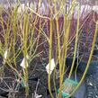 Svída výběžkatá 'Flaviramea' - Cornus stolonifera 'Flaviramea'