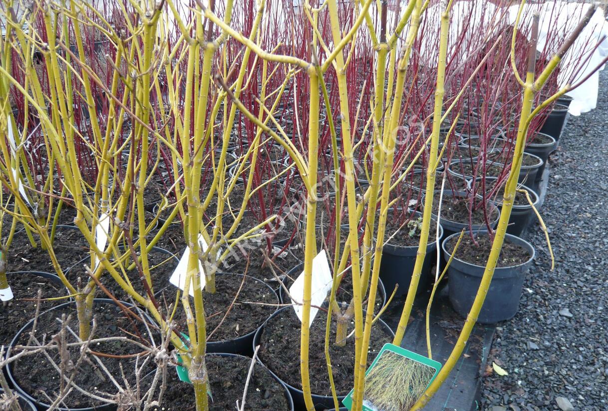 Svída výběžkatá 'Flaviramea' - Cornus stolonifera 'Flaviramea'