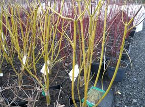 Svída výběžkatá 'Flaviramea' - Cornus stolonifera 'Flaviramea'