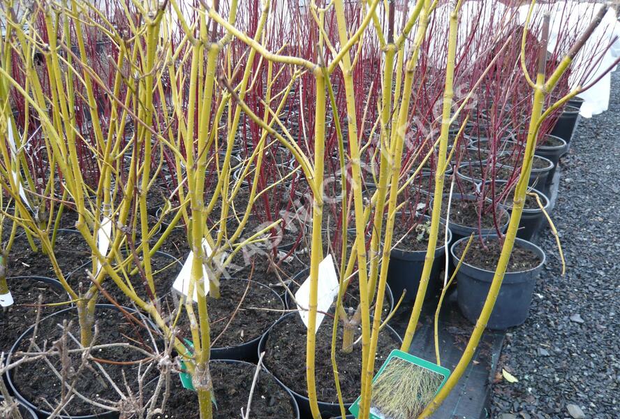 Svída výběžkatá 'Flaviramea' - Cornus stolonifera 'Flaviramea'