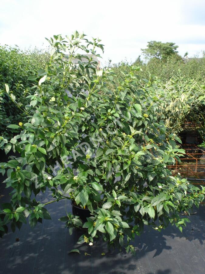 Svída výběžkatá 'Flaviramea' - Cornus stolonifera 'Flaviramea'