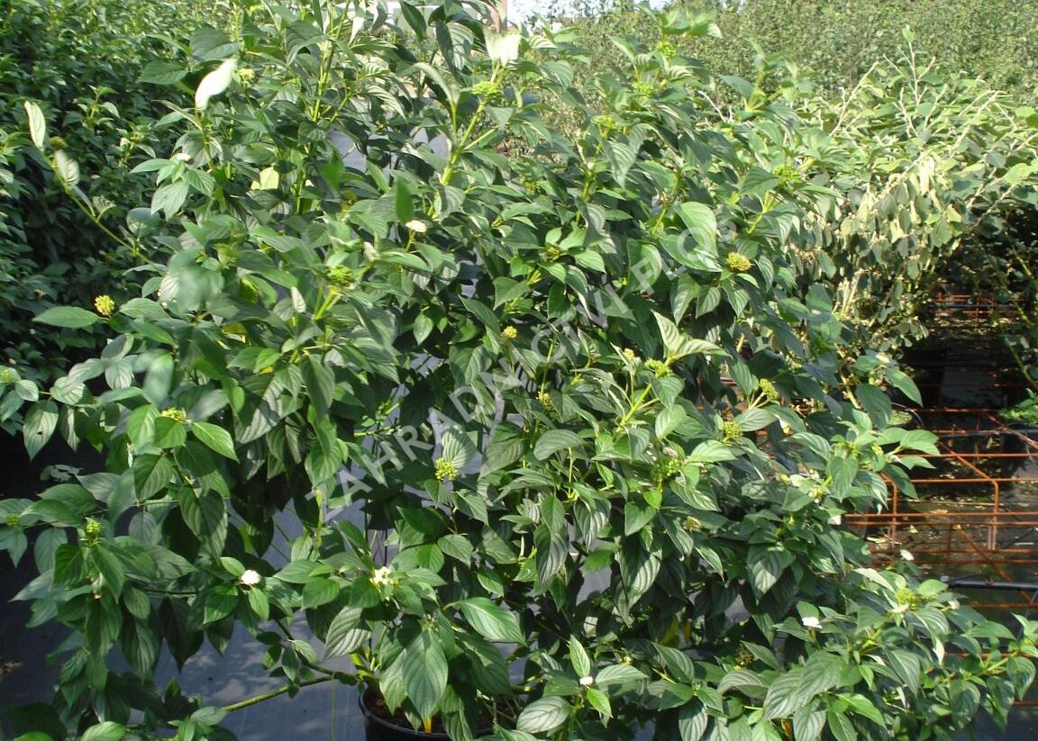 Svída výběžkatá 'Flaviramea' - Cornus stolonifera 'Flaviramea'