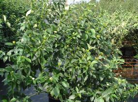 Svída výběžkatá 'Flaviramea' - Cornus stolonifera 'Flaviramea'