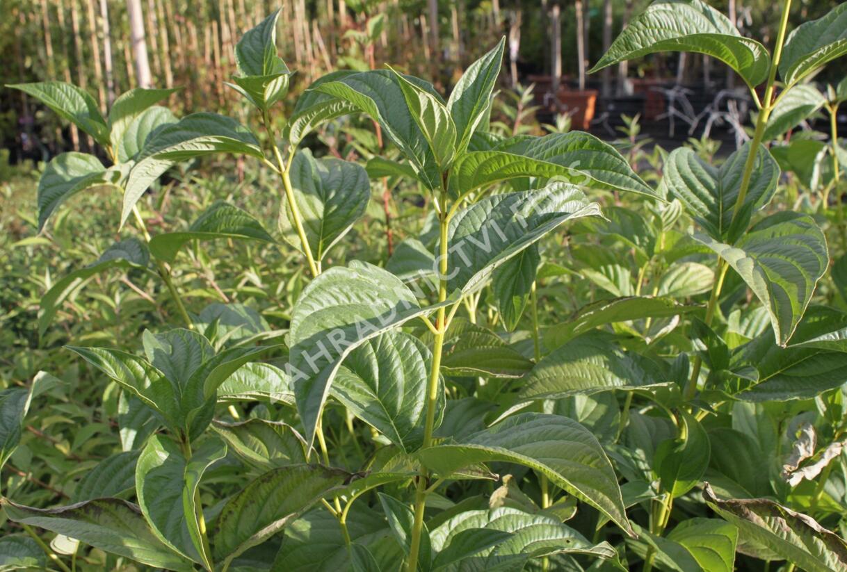 Svída výběžkatá - Cornus stolonifera