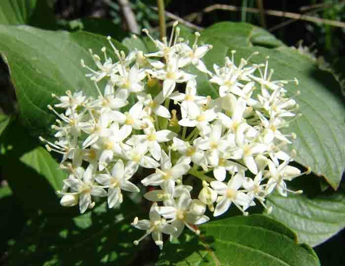Svída výběžkatá - Cornus stolonifera