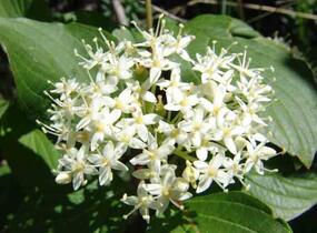 Svída výběžkatá - Cornus stolonifera