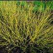 Svída krvavá 'Budd's Yellow' - Cornus sanguinea 'Budd's Yellow'