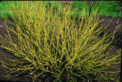 Svída krvavá 'Budd's Yellow' - Cornus sanguinea 'Budd's Yellow'