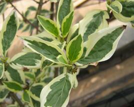 Dřín obecný 'Variegata'
