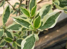Dřín obecný 'Variegata' - Cornus mas 'Variegata'
