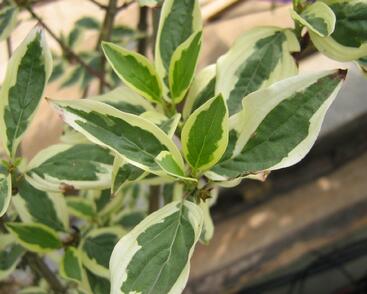 Dřín obecný 'Variegata'