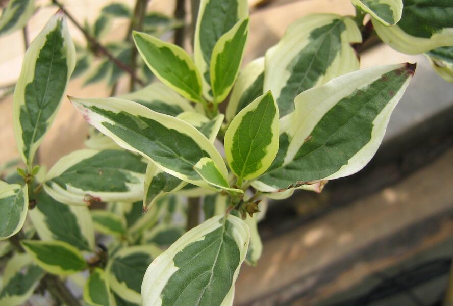 Dřín obecný 'Variegata' - Cornus mas 'Variegata'