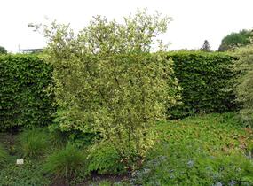 Dřín obecný 'Variegata' - Cornus mas 'Variegata'