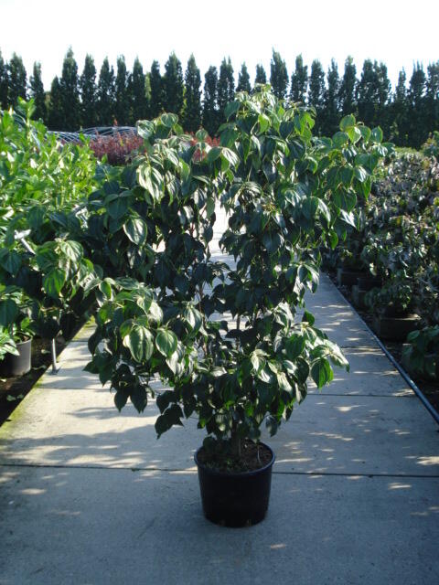 Dřín japonský 'Schmetterling' - Cornus kousa 'Schmetterling'