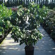 Dřín japonský 'Schmetterling' - Cornus kousa 'Schmetterling'