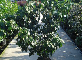 Dřín japonský 'Schmetterling' - Cornus kousa 'Schmetterling'