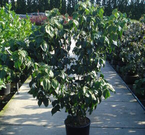 Dřín japonský 'Schmetterling' - Cornus kousa 'Schmetterling'