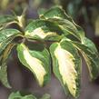 Dřín japonský 'Gold Star' - Cornus kousa 'Gold Star'