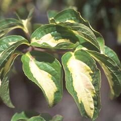 Dřín japonský 'Gold Star' - Cornus kousa 'Gold Star'
