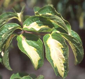 Dřín japonský 'Gold Star'