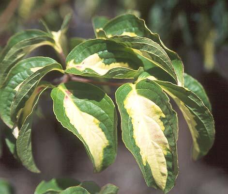Dřín japonský 'Gold Star' - Cornus kousa 'Gold Star'