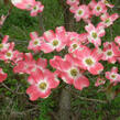 Dřín květnatý 'Cherokee Brave' - Cornus florida 'Cherokee Brave'