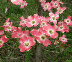 Dřín květnatý 'Cherokee Brave' - Cornus florida 'Cherokee Brave'