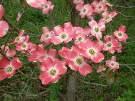 Dřín květnatý 'Cherokee Brave' - Cornus florida 'Cherokee Brave'