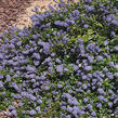 Latnatec kytkokvětý - Ceanothus thyrsiflorus repens