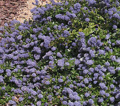 Latnatec kytkokvětý - Ceanothus thyrsiflorus repens