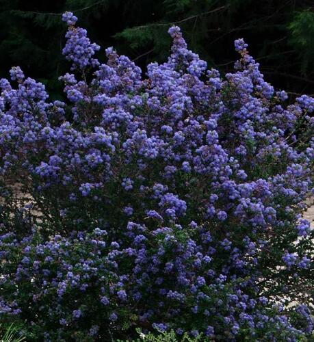 Latnatec kytkokvětý 'Julia Phelps' - Ceanothus thyrsiflorus 'Julia Phelps'