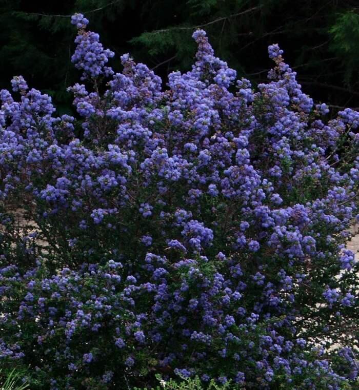 Latnatec kytkokvětý 'Julia Phelps' - Ceanothus thyrsiflorus 'Julia Phelps'