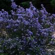 Latnatec kytkokvětý 'Julia Phelps' - Ceanothus thyrsiflorus 'Julia Phelps'