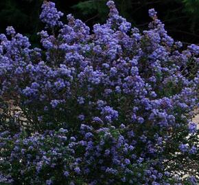 Latnatec kytkokvětý 'Julia Phelps'