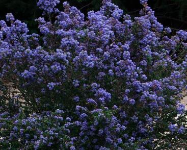 Latnatec kytkokvětý 'Julia Phelps'