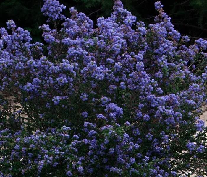 Latnatec kytkokvětý 'Julia Phelps' - Ceanothus thyrsiflorus 'Julia Phelps'