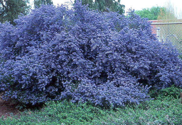 Latnatec - Ceanothus impressus