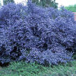 Latnatec - Ceanothus impressus