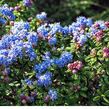 Latnatec 'Emily Brown' - Ceanothus 'Emily Brown'