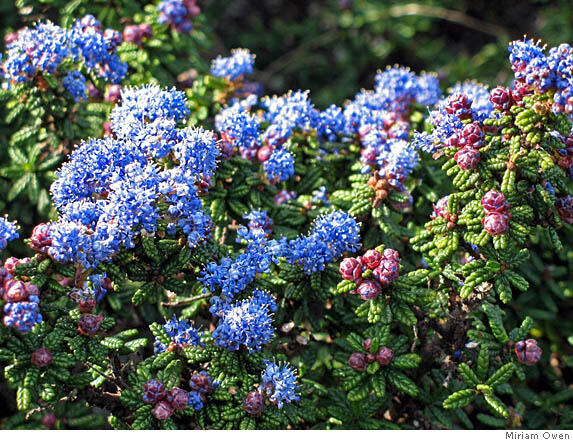Latnatec slavný 'Emily Brown' - Ceanothus gloriosus 'Emily Brown'