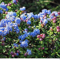 Latnatec 'Emily Brown' - Ceanothus 'Emily Brown'